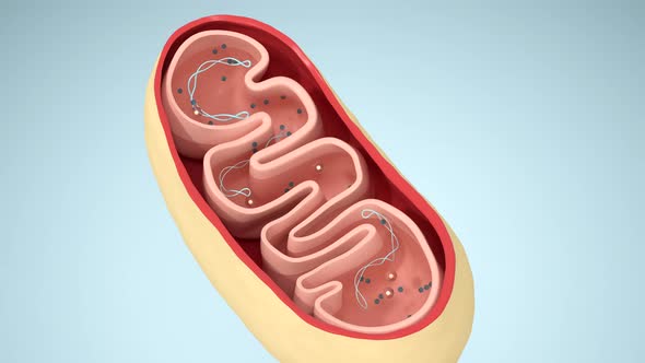 Cross-section view of Mitochondria