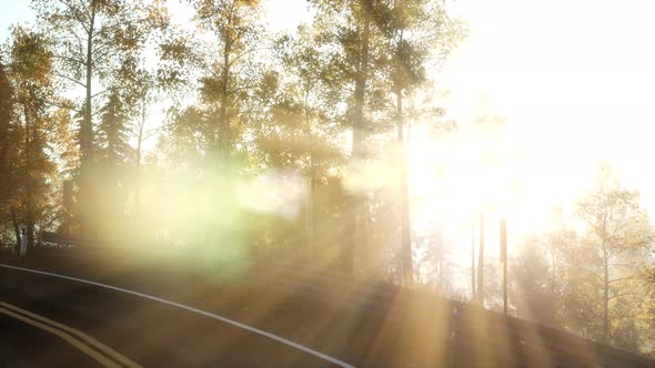 Road in the Forest alt