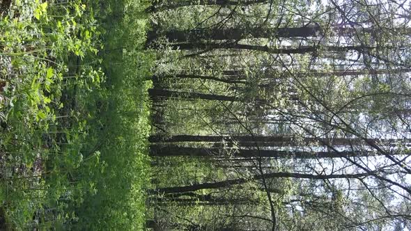 Vertical Video of Green Forest During the Day