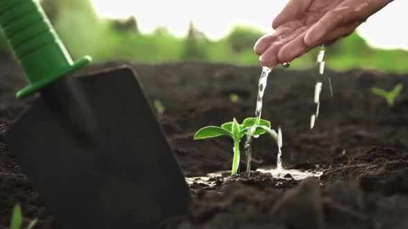 An Agronomist Is Watering A Plant. Cultivation Of A Fresh Sprout Of Culture. Hand Watering Vegetable