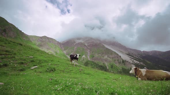 Two cows lying on the green grass in the middle of the high mountains with clouds touching the tips 