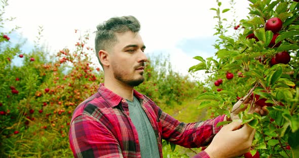 the Farmer Using Tablet Gadget in Apple Garden Smile and Looking at the Camera