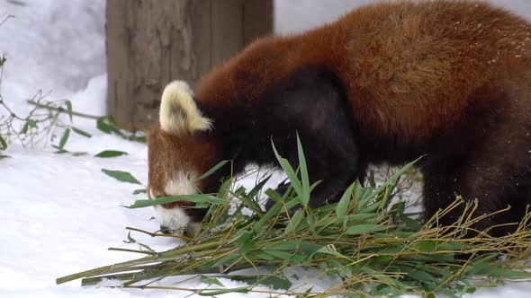 Red Panda Eatting Bamboo Leaves