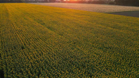 Flowering Sunflowers Field in the Sunset. Aerial Drone