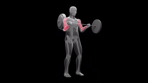 Standing Barbell Curl