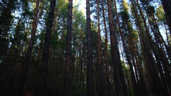 Movement of camera from thicket of evening pine forest to tops of tops of pines.