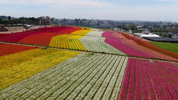 Aerial View of Flower Fields.