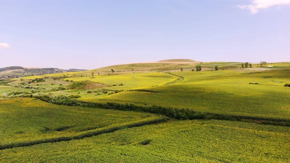 Aero, Beautiful Summer Landscape, Green Blooming Sunflower Fields Under a Blue Cloudless Sky