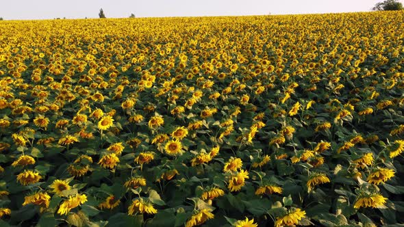 Aerial Drone View Flight Over Field with Ripe Sunflower Heads at Dawn Sunset