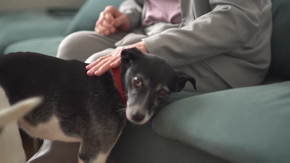 Closeup of a Black and White Dog with a Red Collar Waving Its Tail Gratefully While Its Elderly