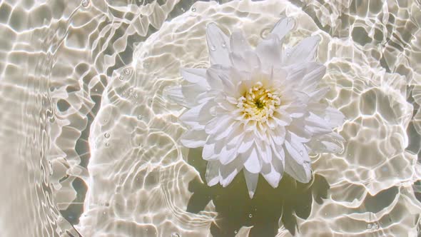 Slow Motion of Falling White Chrysanthemum on Water Surface and Diverging Circles of Water on Pastel