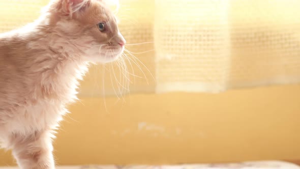 Two Funny Curious Young Red Ginger Maine Coon Kittens Cats Playing Together At Home Sofa