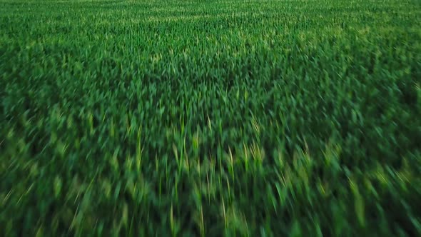 Aerial View of a Green Corn Field