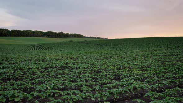 Green Field and Sunset