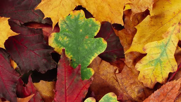 Beautiful Background of Fallen Autumn Leaves