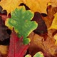 Beautiful Background of Fallen Autumn Leaves - VideoHive Item for Sale