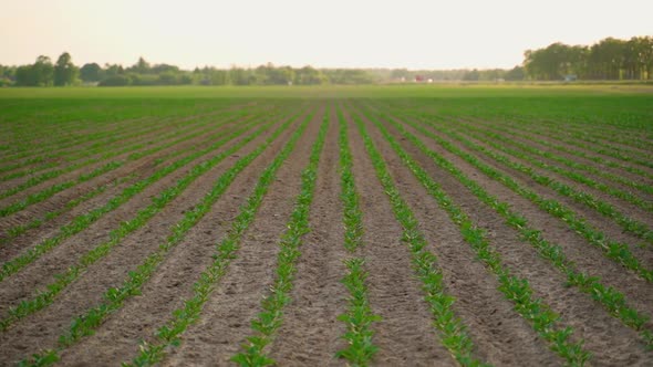 Field of young growing beetroot at sunset. Green color of beetroot sprouts on a planted field