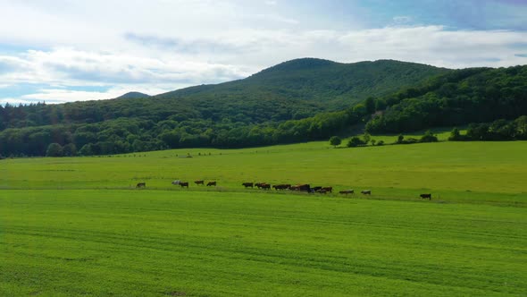 Cattle grazing in a meadow in the countryside