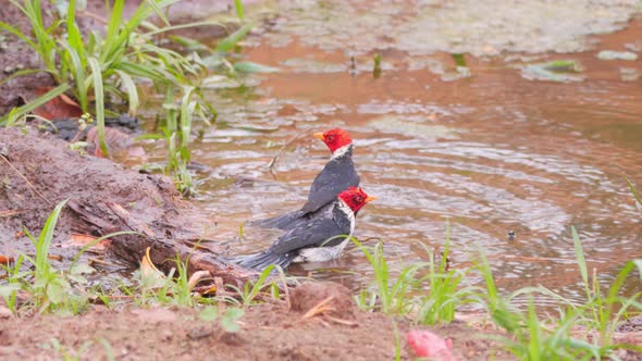 Two red crested cardinals taking a bath