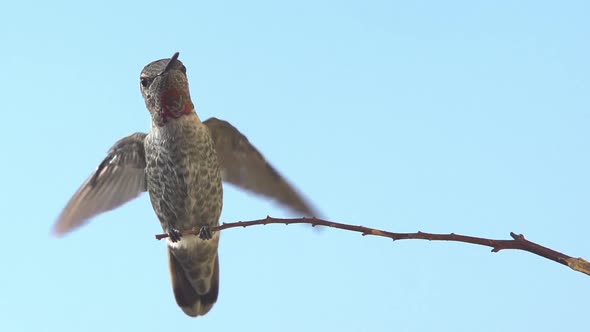 Hummingbird Landing Slow Motion