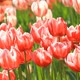 Red and White Tulips  - VideoHive Item for Sale