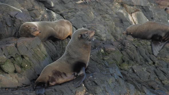 Large harem of fur seal sleeping over rocky island on Beagle channel