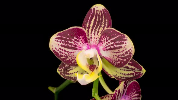 Blooming Purple Tulip Orchid Phalaenopsis Flower