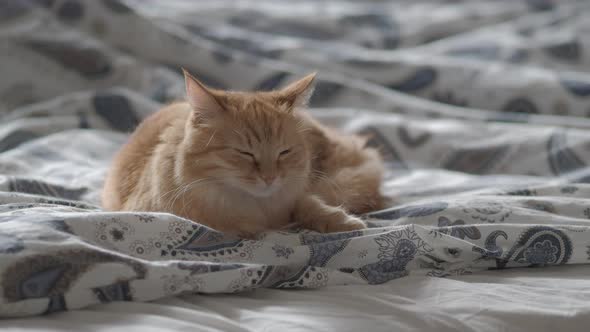 Cute Ginger Cat Lying in Bed Under Blanket. Fluffy Pet Looks Curiously. Cozy Home Background