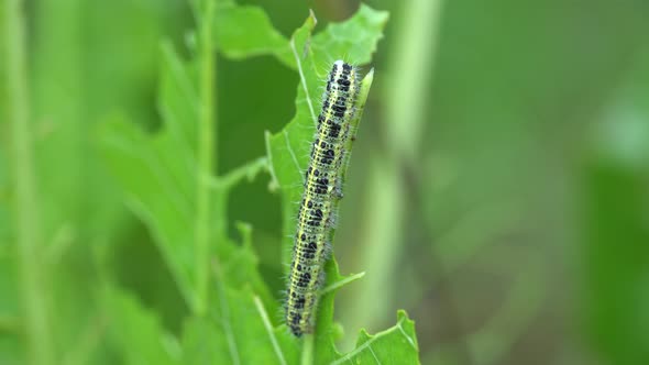 Cabbage Butterfly Caterpillar Eating Green Leaf Plant