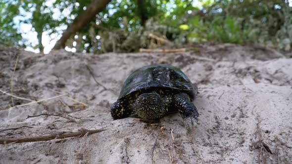 River Turtle Crawling on Sand To Water Near Riverbank. Slow Motion