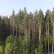 Pine forest - sideways flight - VideoHive Item for Sale