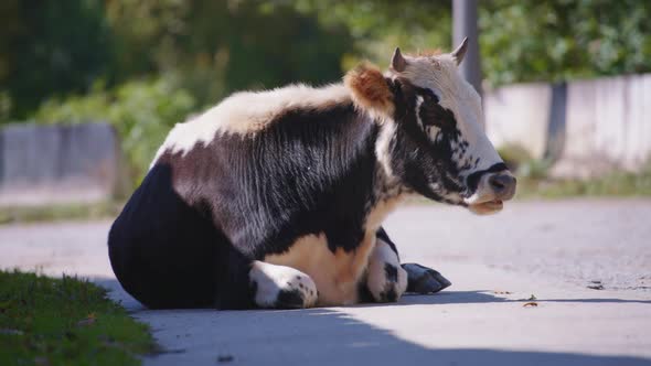 Sleepy cow lying on the road