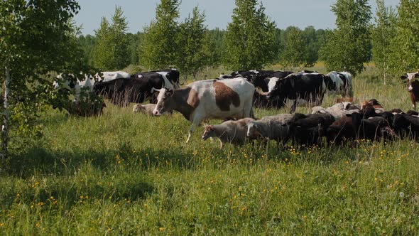 Herds of Cows and Fluffy Sheep Walk Along Green Pastureland