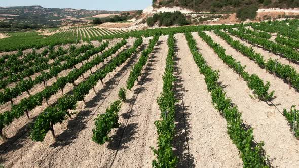 Drone Flying Over Wine Grapes Plantation in Cyprus on Sunny Summer Day