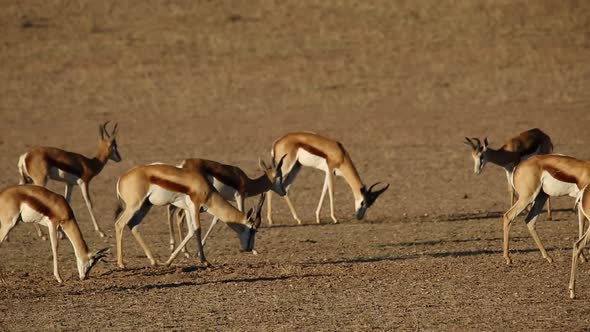 Springbok Antelopes And Blue Wildebeest