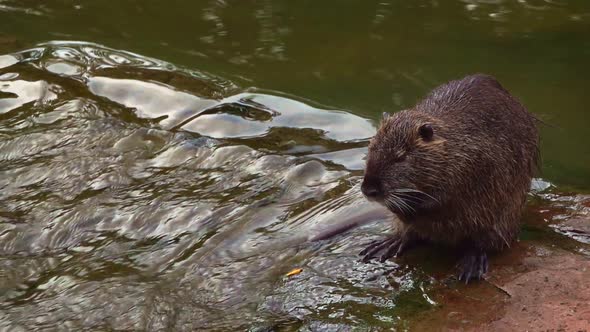 Water Rat in River