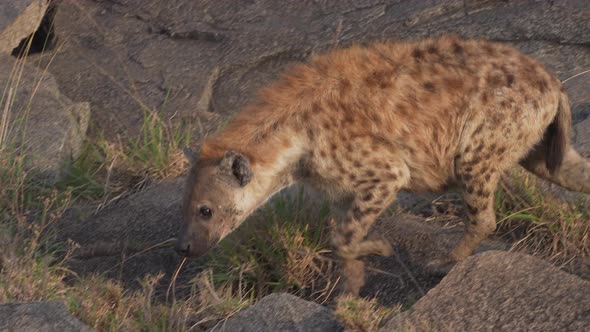 Wild hyena walking on Savanna in slow motion. African predators. Serengeti National Park, Tanzania.