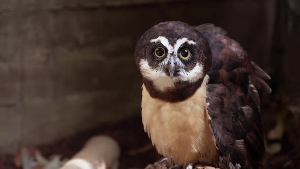 Spectacled Owl sitting on ground staring  forward