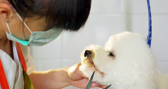 Dog grooming in salon. Professional dog groomer. Beautiful young woman making hairstyle for dog