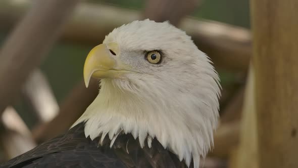 bald eagle turns head and stares slow motion blink