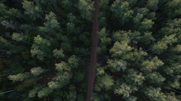 Forest Dirt Road