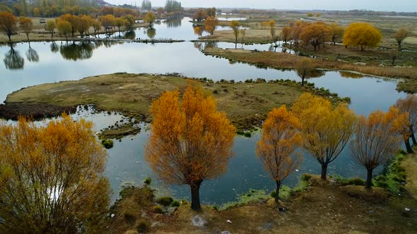 Autumn Reeds On Lake