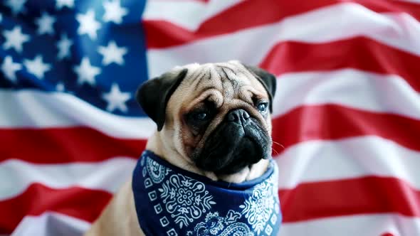 The Young Pug with American Flag