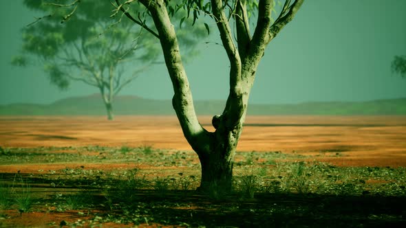 Acacia Tree in African Savannah