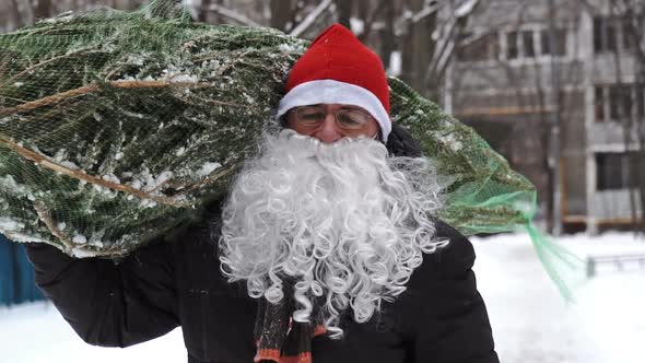 Man Wearing a Red Santa Hat and a White Beard Carries a Christmas Tree Packed in a Grid