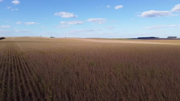 Flying By Ready to Harvest Soybeans