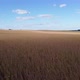 Flying By Ready to Harvest Soybeans - VideoHive Item for Sale