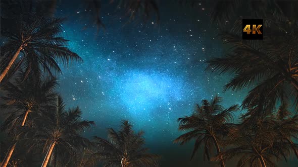 Palm Tree In Starry Sky A 4K alt
