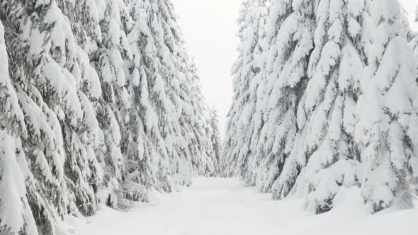 A Crosscountry Skiing Trail in a Snowcovered Winter Landscape with Trees