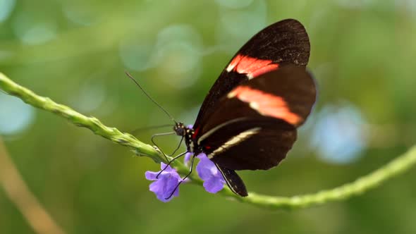 Tropical Butterfly Sitting on a Flower Sucking Nectar and Spreading Its Wings. Slow Motion Shot